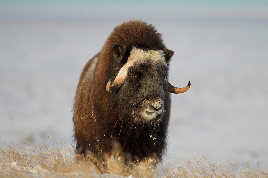 A Lone Musk Ox Bull Browses On Sedges Photograph by Hugh Rose - Fine ...
