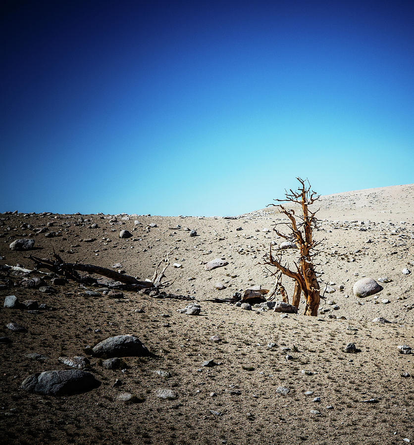 Desert Photograph - A Lone, Old, Weathered Tree by Ron Koeberer