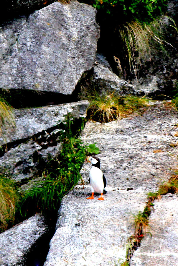 A Lone Puffin  Photograph by Kathy  White