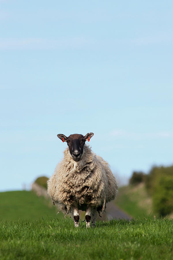 A Lone Sheep Standing In A Grass Field Photograph by John Short / Design Pics