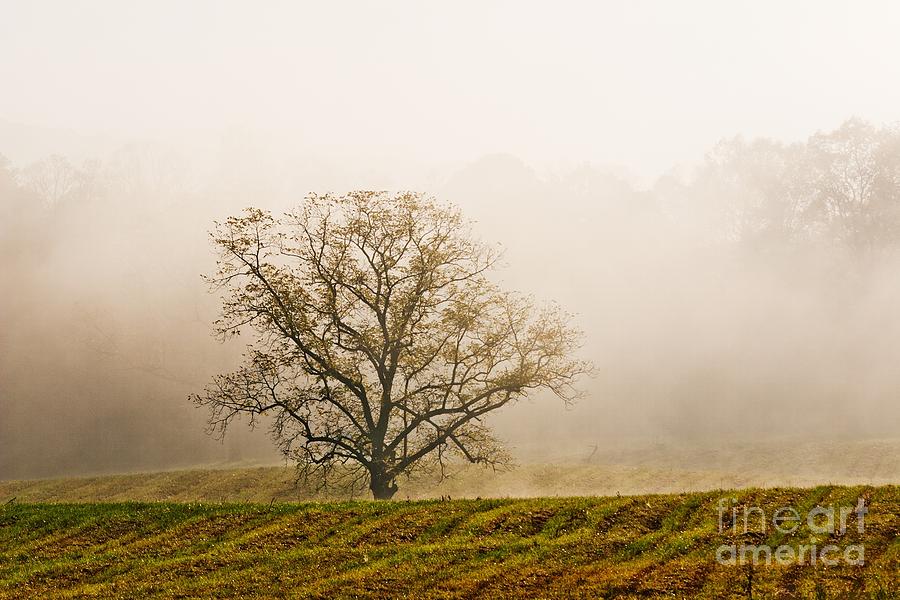 A Lone Tree in Sunlit Fog at Cades Cove Photograph by John Harmon