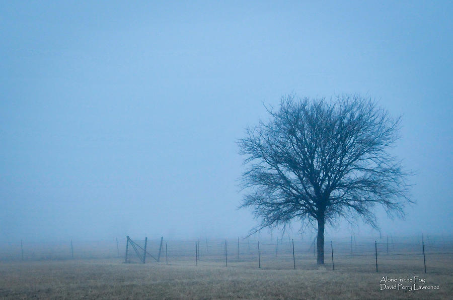 Dallas Photograph - A lone tree in the fog by David Perry Lawrence