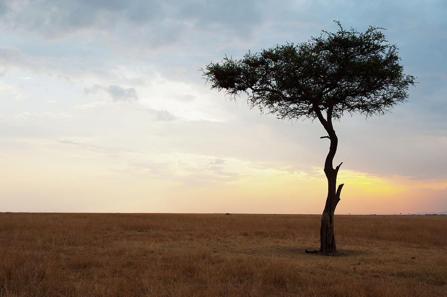 A Lone Tree On The Maasai Mara National Photograph by Diane Levit / Design Pics A Lone Tree On The Maasai Mara National Photograph by Diane Levit / Design Pics