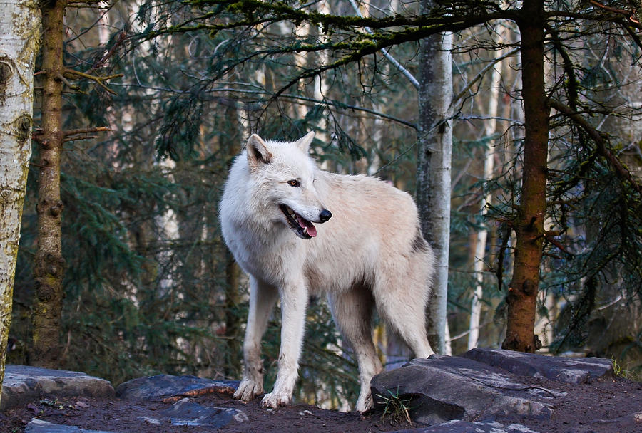 A Lone Wolf Photograph by Athena Mckinzie