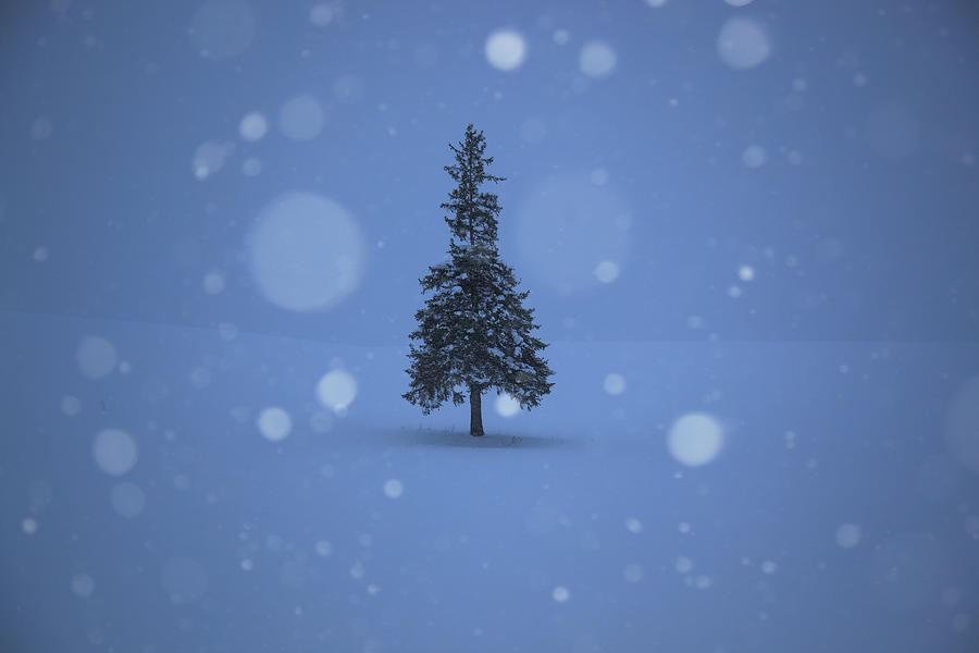 A Lonely Christmas Tree Photograph by Atsushi Hayakawa