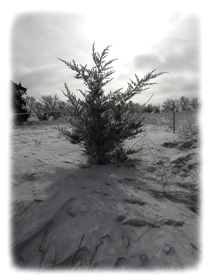 A Lonely Little Prairie Ceder Photograph by Sheri Lauren