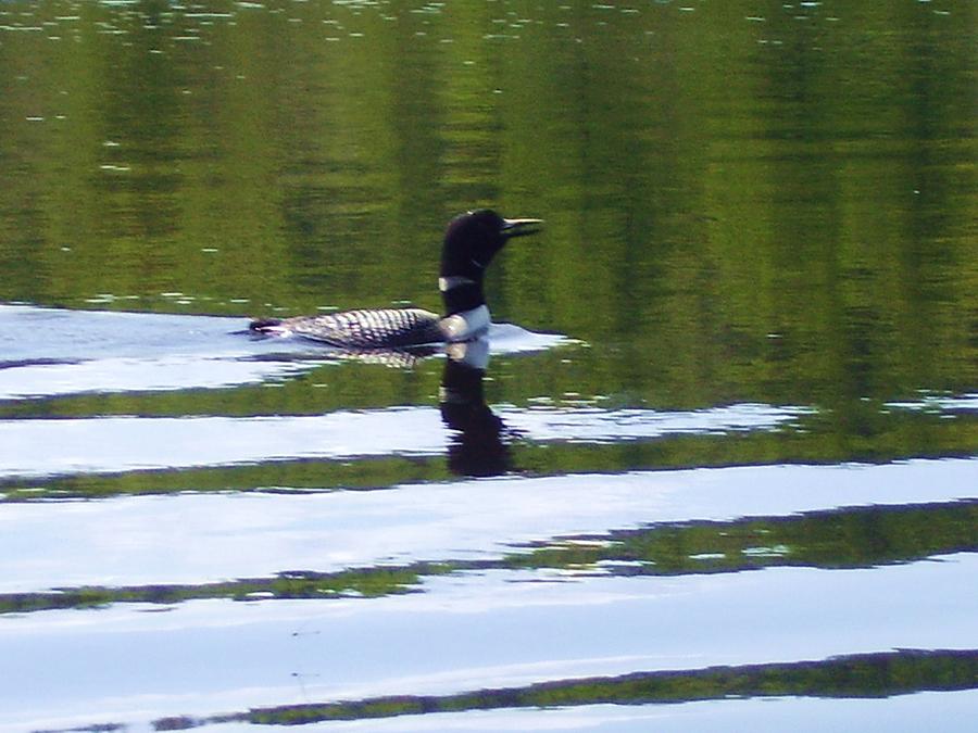 Loon Photograph - A Lonely Loon  by Fawn Whelahan