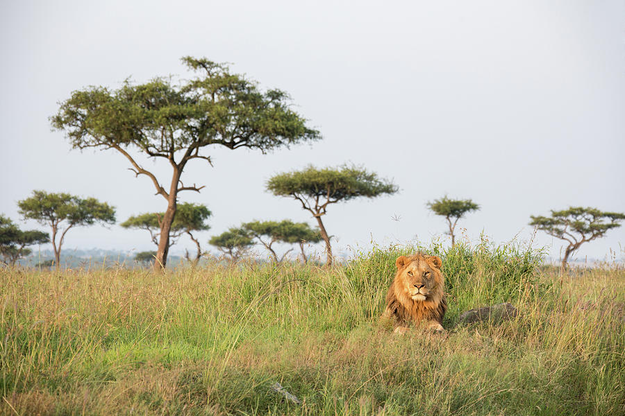 A Lonely Male Lion In The Masai Mara Photograph by Seppfriedhuber