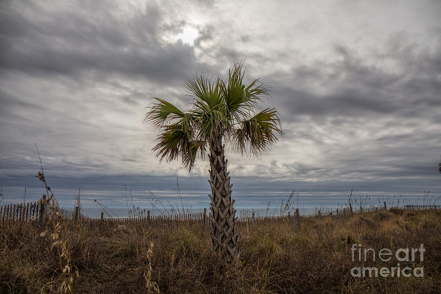 A Lonely Palm Tree Photograph by Robert Loe