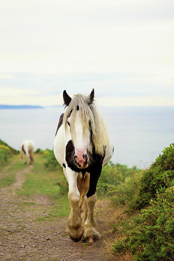 A Lonely Pony Photograph by Sigita Playdon Photography