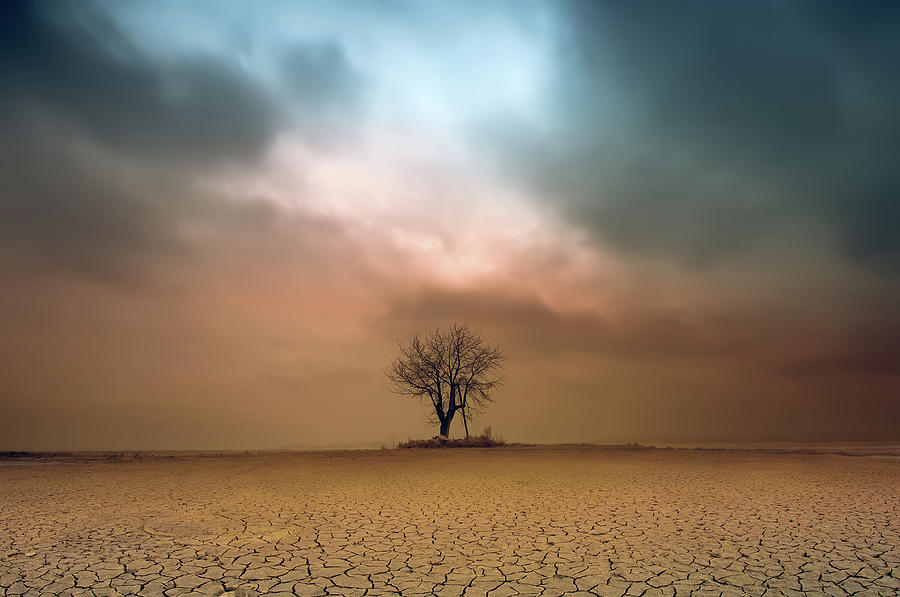 Landscape Photograph - A Loner ... by Piotr Krol (bax)