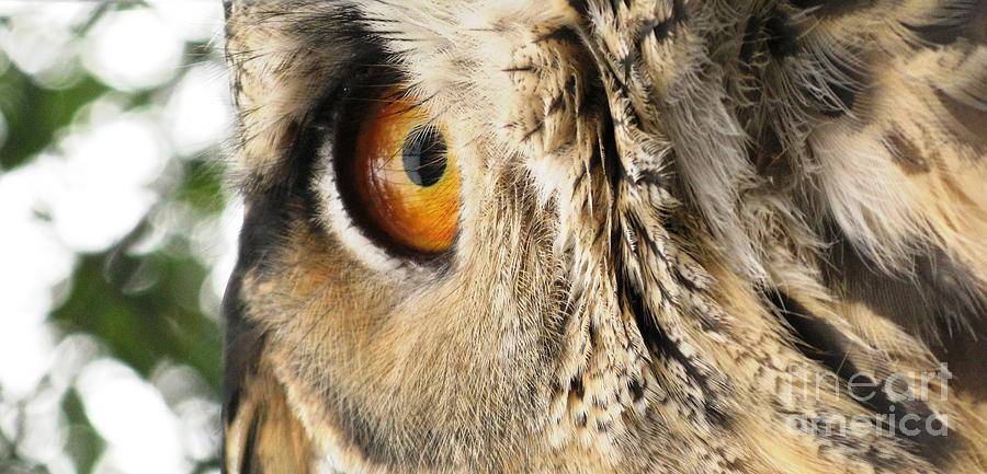 Feather Photograph - Bubo bubo- Eurasian Eagle Owl. Close Up. by Ausra Huntington nee Paulauskaite