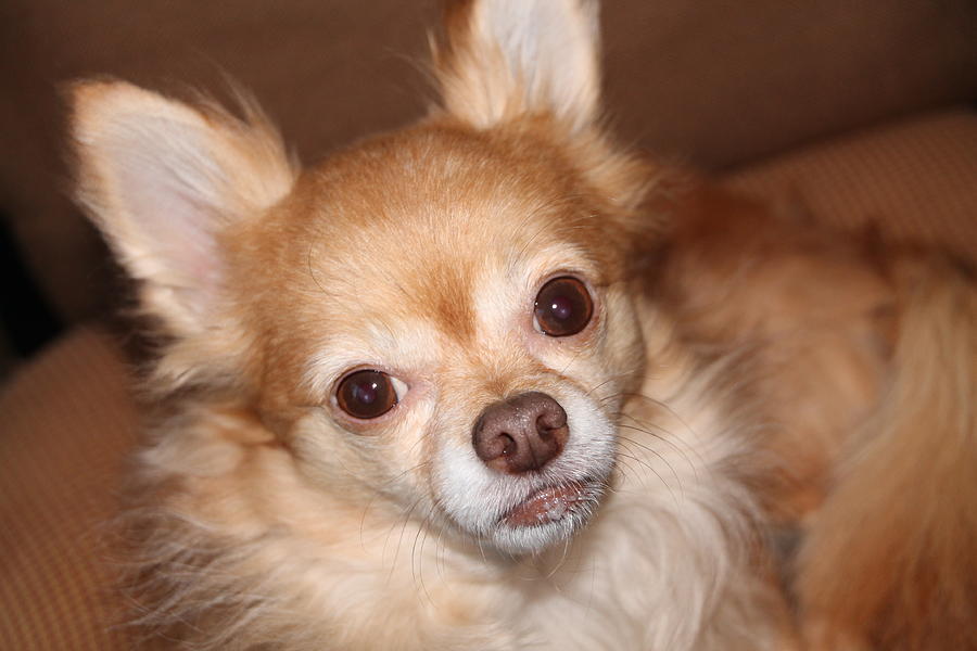 A Long Haired Chihuahua Named Coco Photograph by Laurel Talabere - Fine ...