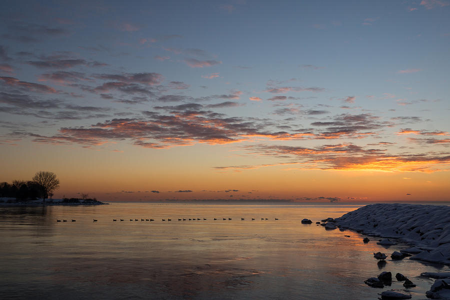 A Long Line of Canada Geese at Sunrise Photograph by Georgia Mizuleva