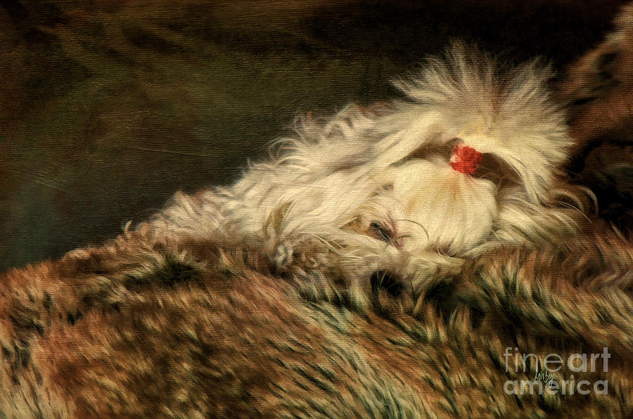 Dog Photograph - A Long Winters Nap by Lois Bryan