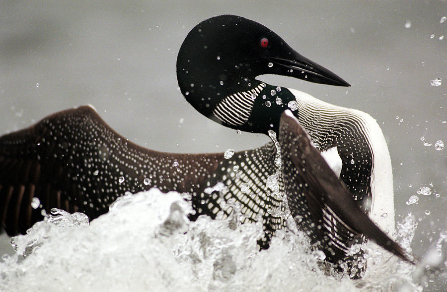 A Loon Dances On The Water Of A Lake Photograph by Carl D. Walsh - Fine ...