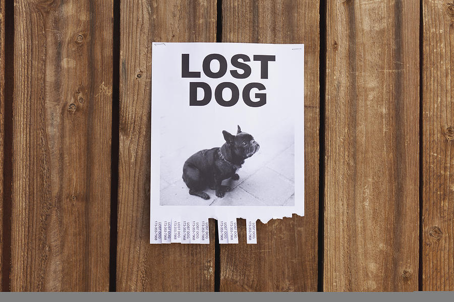 A lost dog flyer posted on a wooden fence Photograph by Patrick Strattner