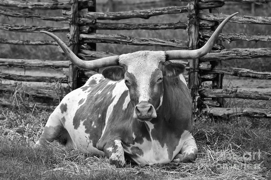 Farm Photograph - A Lot of Bull 2 by Bob Phillips