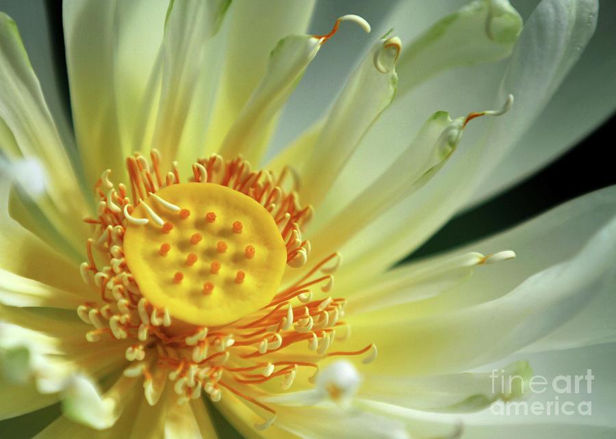 Flower Photograph - A Lotus Close Up by Sabrina L Ryan