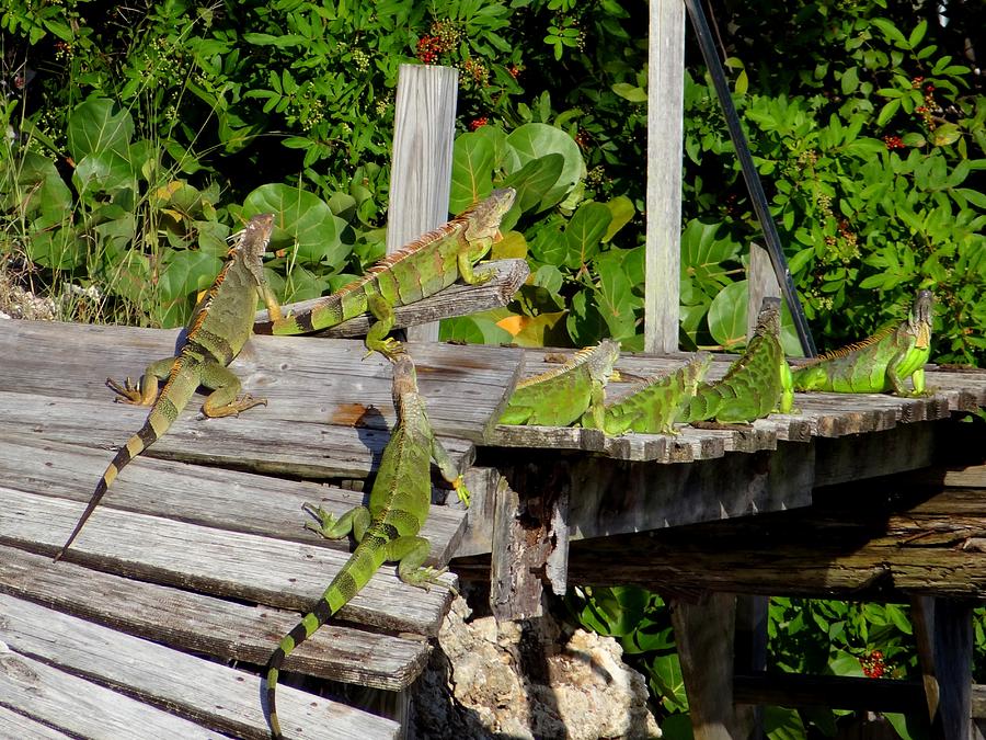 Nature Photograph - A Lounge of Iguanas by Keith Stokes