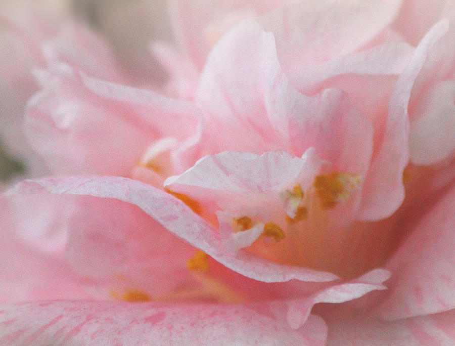 Flower Photograph - A Love So Tender by The Art Of Marilyn Ridoutt-Greene