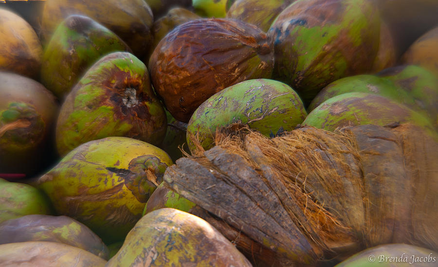 A Lovely Bunch of Coconuts Photograph by Brenda Jacobs
