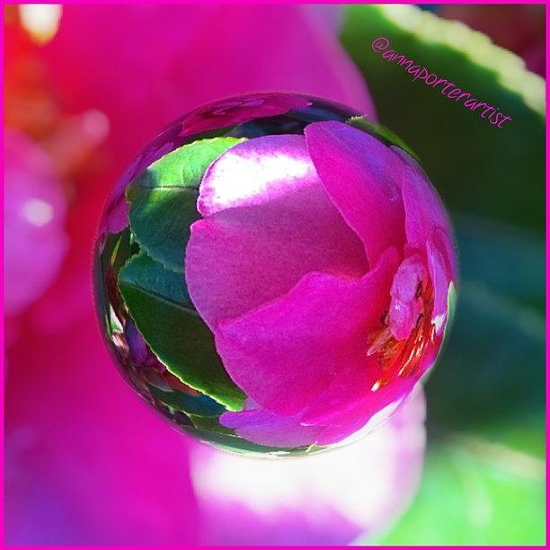 Flower Photograph - A Lovely Camellia Marble! #marblecam by Anna Porter