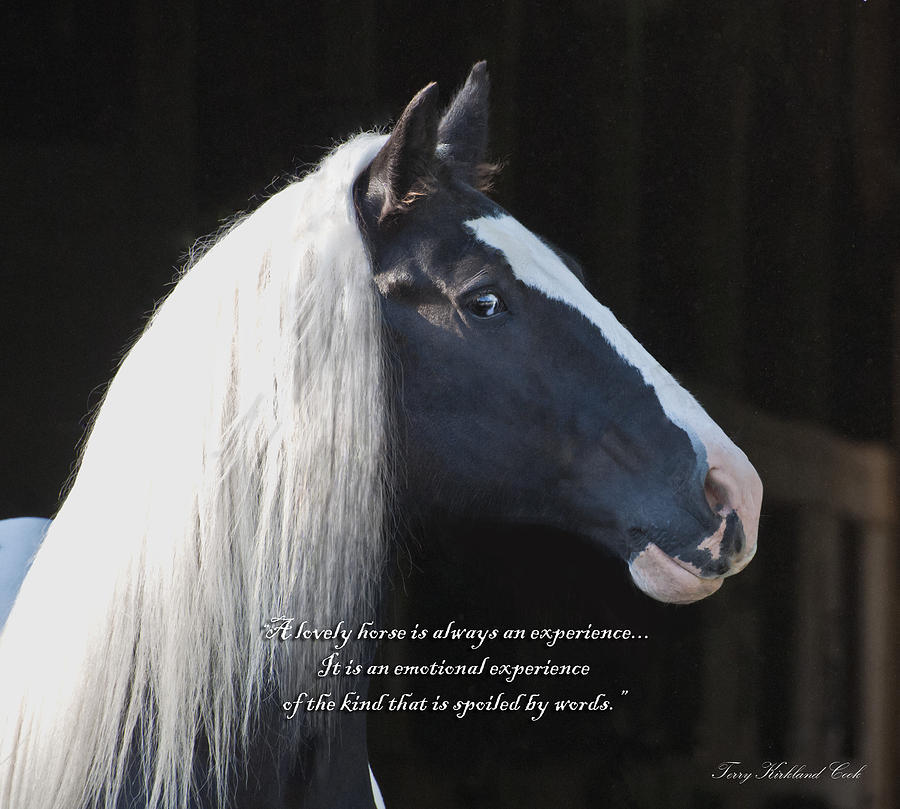 A Lovely Horse with Verse Photograph by Terry Kirkland Cook