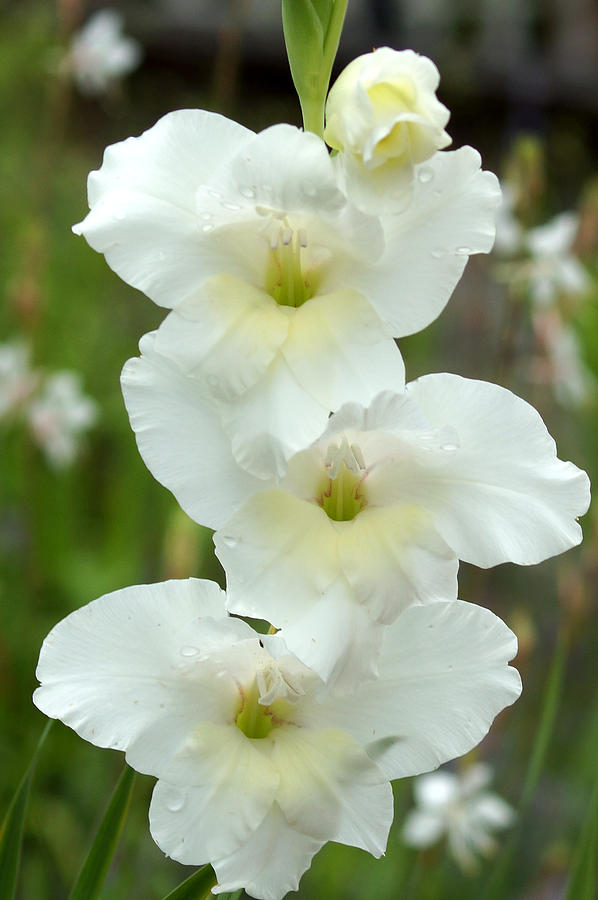 South Photograph - A lovely White with a hint of Yellow Gladiolus by Kim Pate