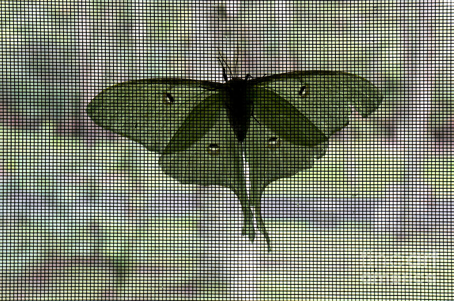 A Luna Moth perches on a screen door Photograph by William Kuta