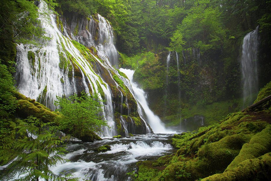 A Lush Green Forest Surrounds Panther Photograph by Christopher Kimmel ...