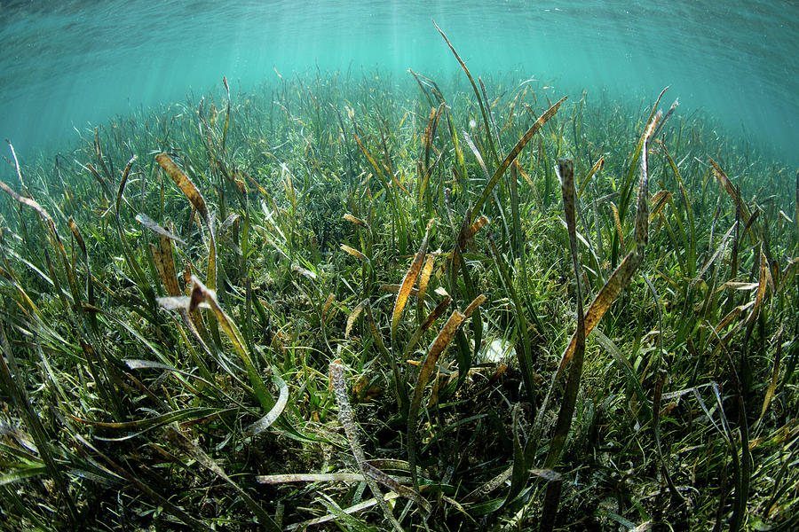 A Luxurious Sea Grass Meadow Thrives Photograph By Ethan Daniels - Fine 