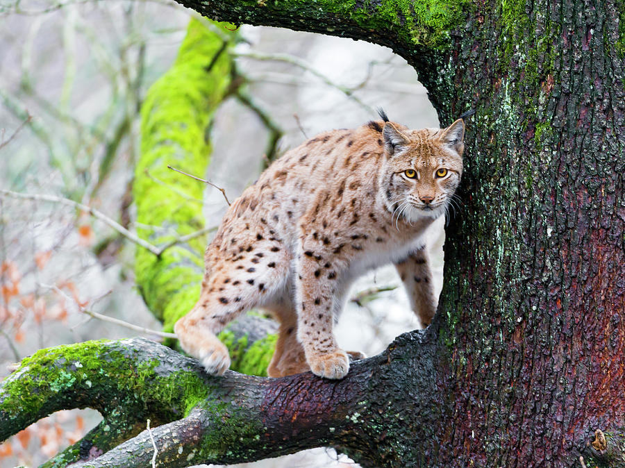 A Lynx On The Tree IIi Photograph by Picture By Tambako The Jaguar