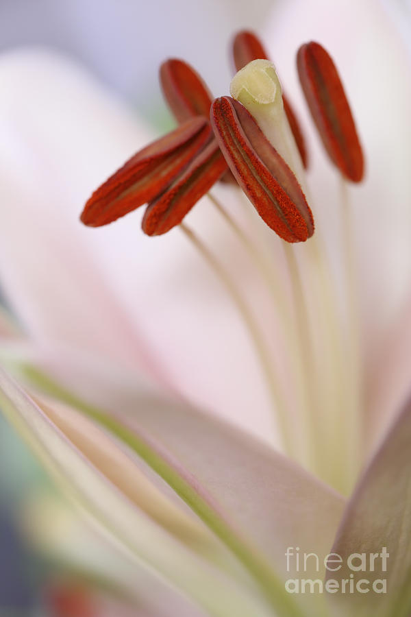 Lily Photograph - A macro of a soft pink colored Lily by LHJB Photography