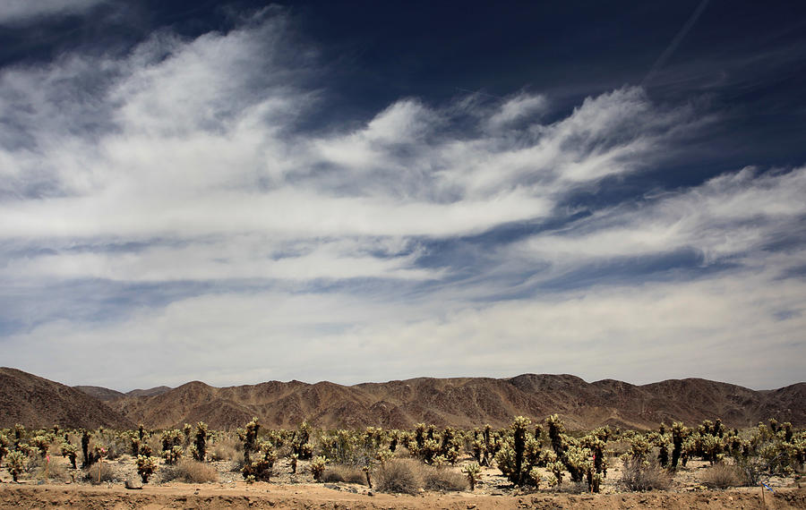 Joshua Tree National Park Photograph - A Mad World by Laurie Search