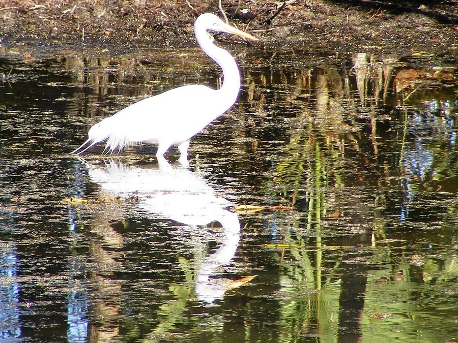 A Magical Pond Photograph by Monique Michel | Fine Art America