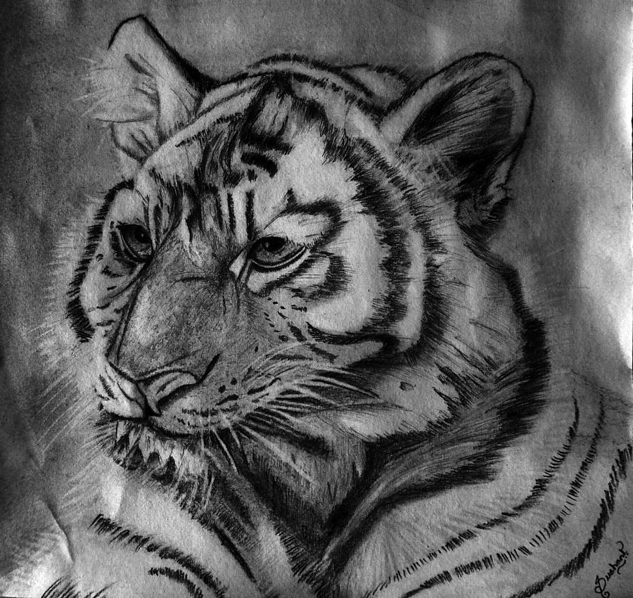 A Majestic Look Drawing by Sushant Adiga