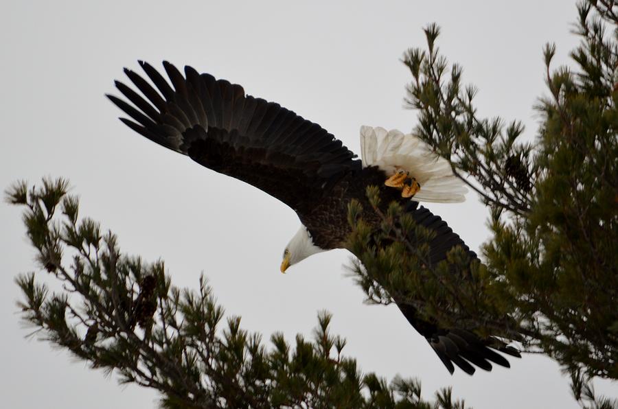 A Majestic Maine Bald Eagle Photograph by Lena Hatch