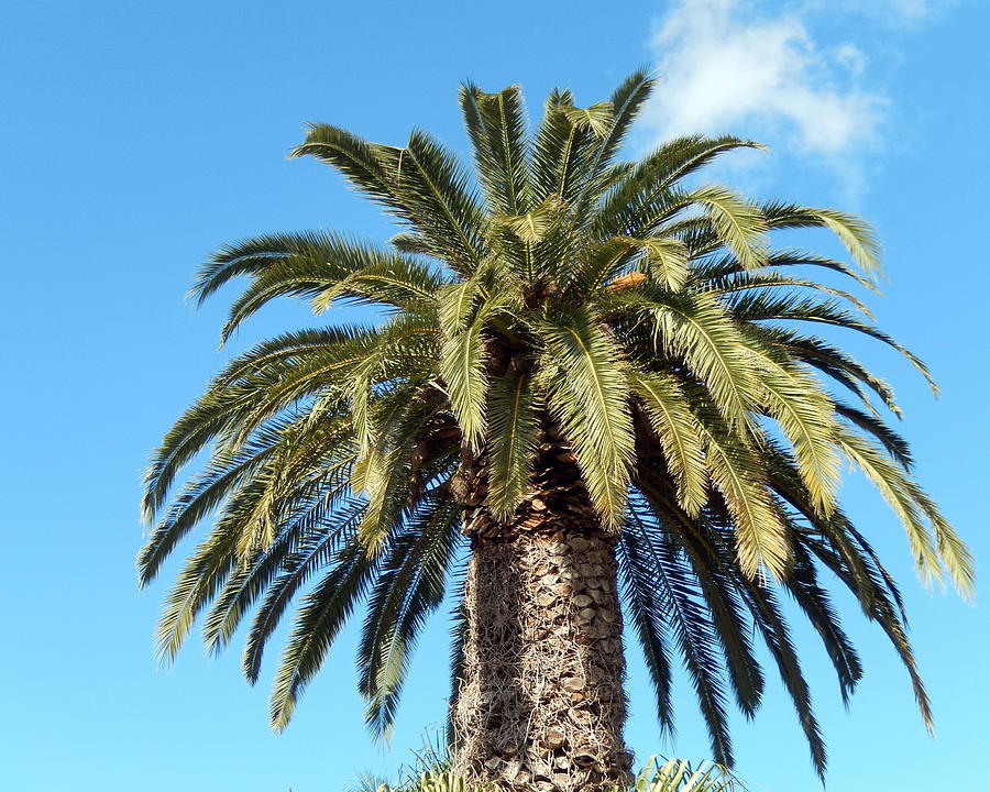 A majestic palm tree against blue sky Photograph by by IAISI