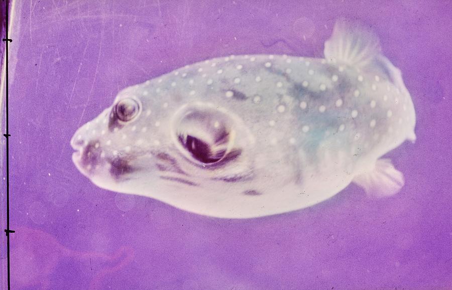 A Makimaki Fish Photograph by Horst P. Horst