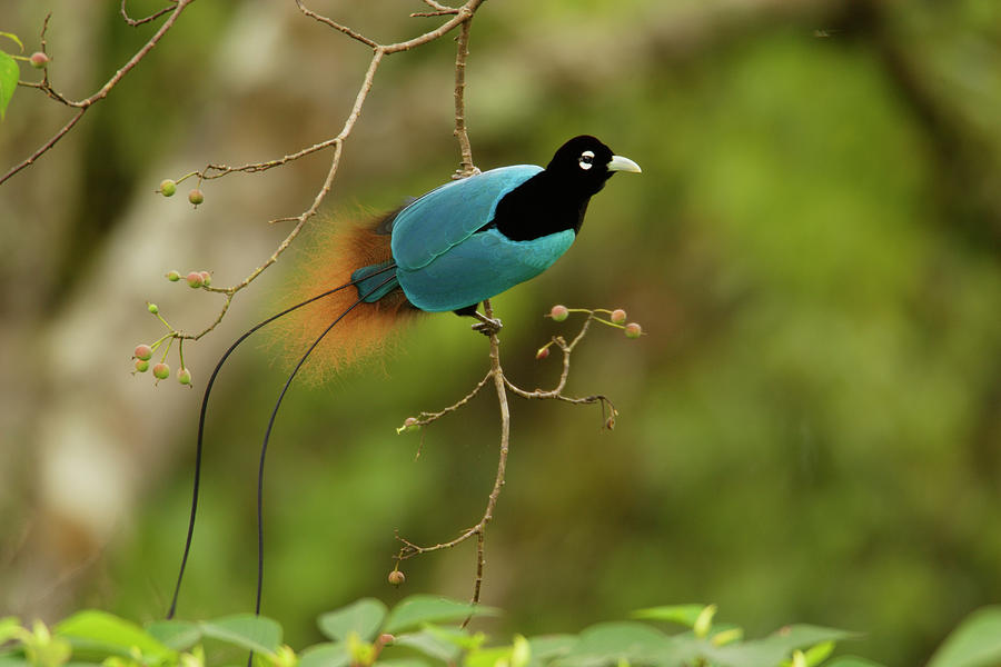 A Male Blue Bird Of Paradise Perched Photograph by Tim Laman