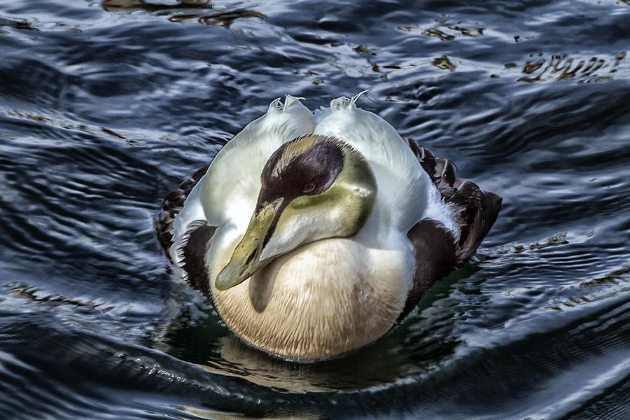 Nature Photograph - A Male Eider Duck by Constantine Gregory