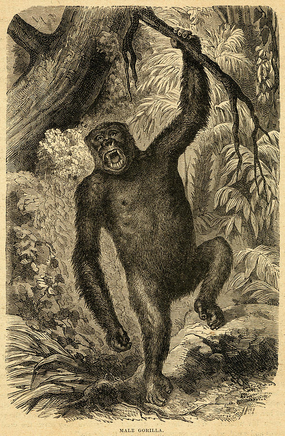 Animal Drawing - A Male Gorilla Stakes Out His by Mary Evans Picture Library
