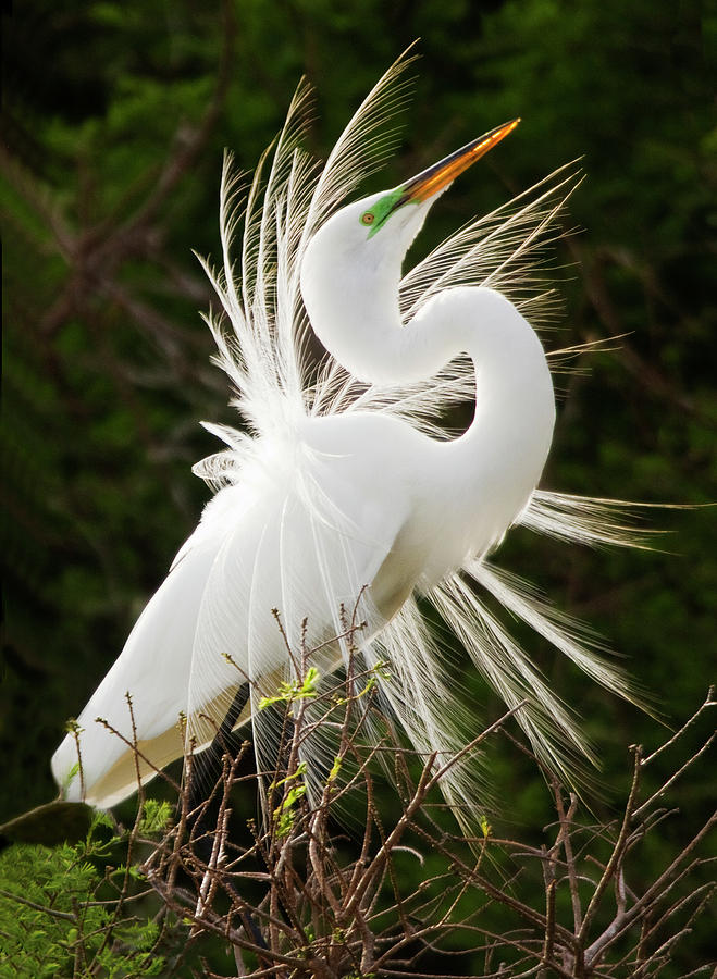 A Male Great Egret Displays How Pretty Photograph by Carl D. Walsh ...