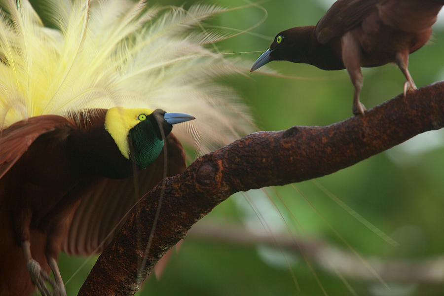 A Male Greater Bird Of Paradise Photograph by Tim Laman