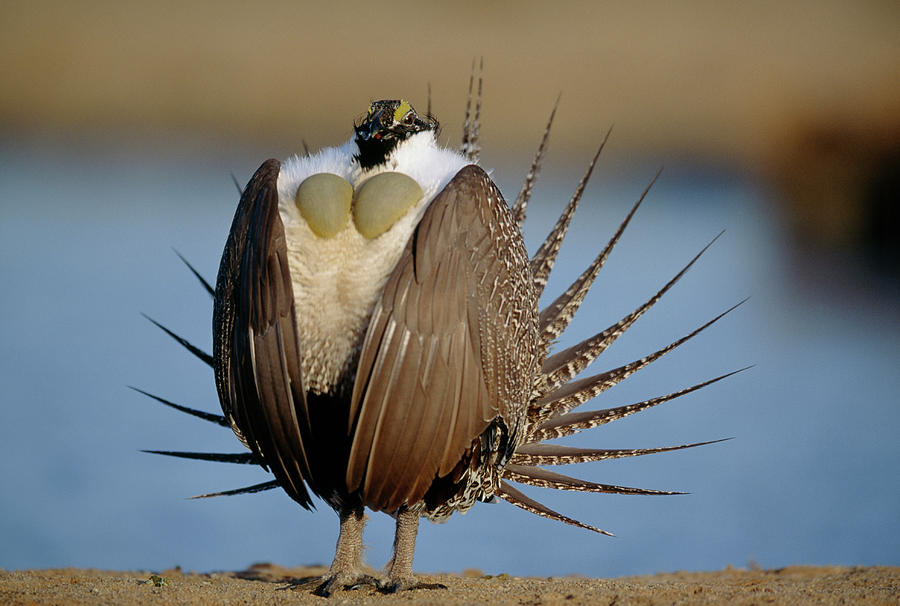 A Male Greater Sage Grouse Performs Photograph by Joel Sartore