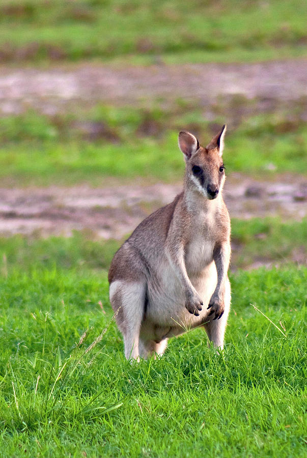 Nature Photograph - A Male Grey Kangaroos (macropus by Miva Stock