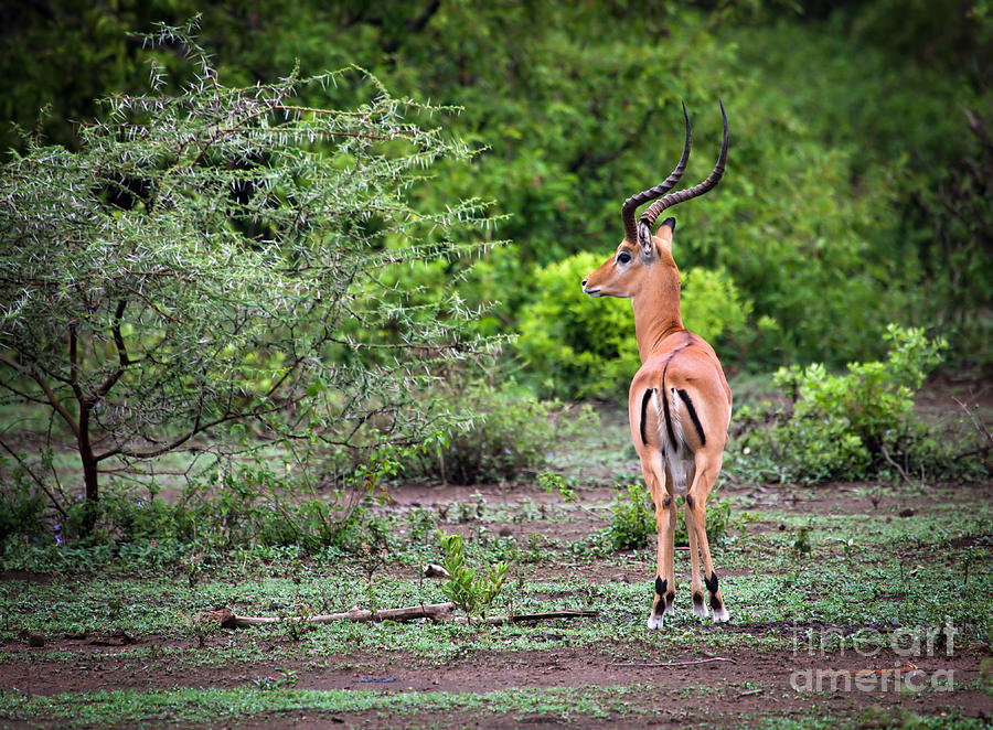 Nature Photograph - A male impala in Lake Manyara National Park. Tanzania. Africa. by Michal Bednarek