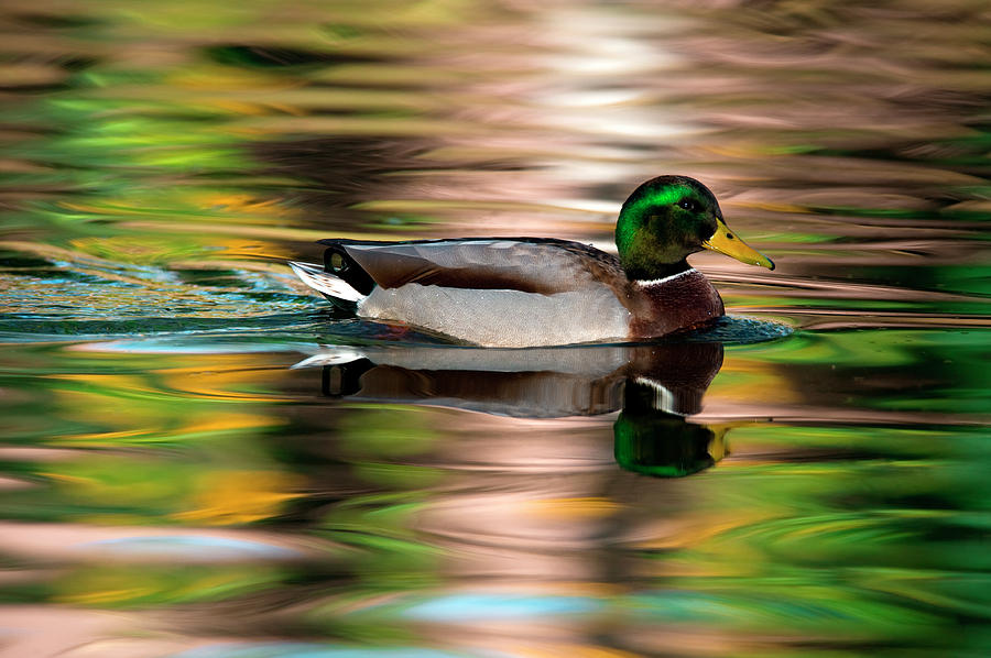 duck swimming tube
