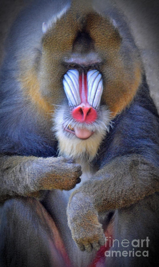 Animal Photograph - A Male Mandrill by Jim Fitzpatrick